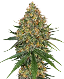 White Cheese
