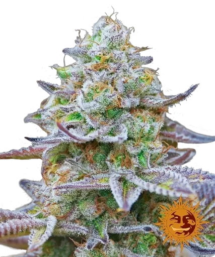 Gorilla Z