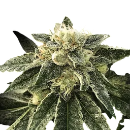 White Chocolope