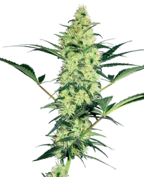 White Diesel