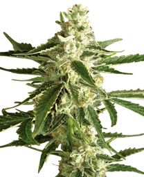 White Diesel Haze Auto
