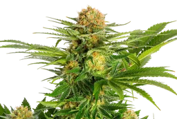 White Domina