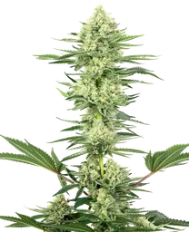 White Gorilla Haze