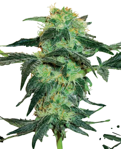 White Ice