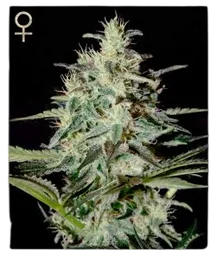 White Lemon