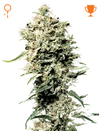 White Rhino