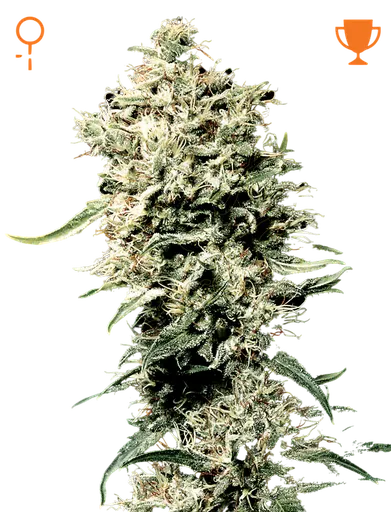 White Rhino