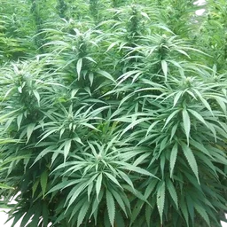 White Rhino
