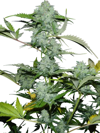 White Russian Auto