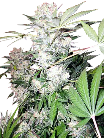 White Russian
