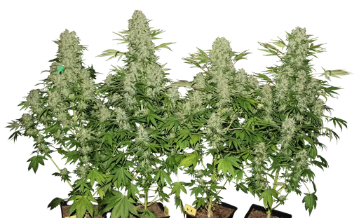 White Russian