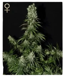 White Strawberry Skunk