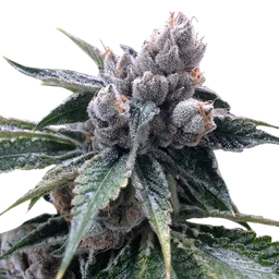 White Walker Kush