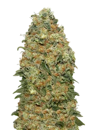 White Widow