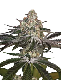 White Widow