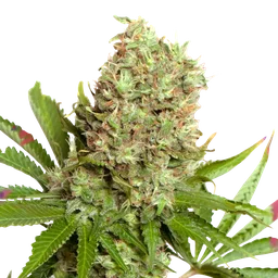 White Widow