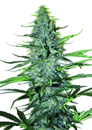 White Widow