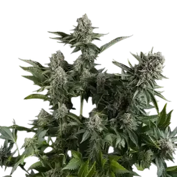 White Widow