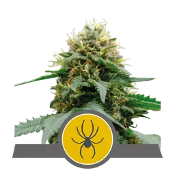 White Widow