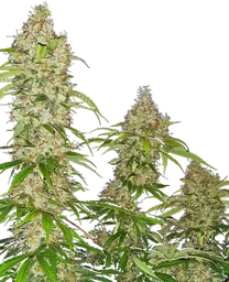 Banana Kush Cake