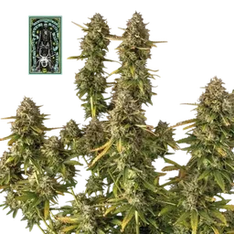 White Widow Auto