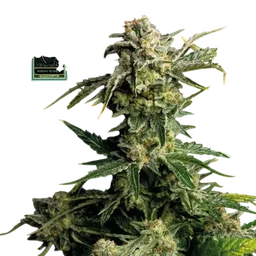 White Widow