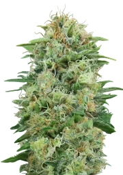 White Widow CBD
