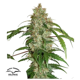 White Widow CBD Auto