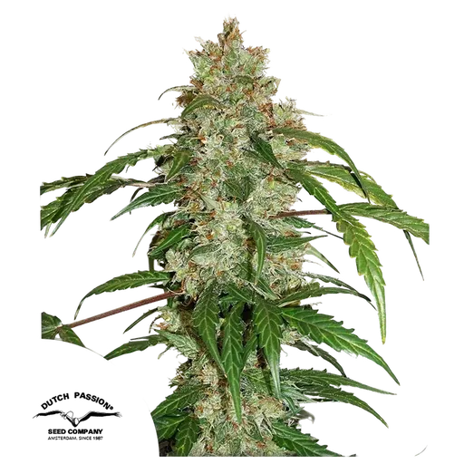 White Widow CBD Auto