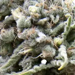 White Widow CBD Auto