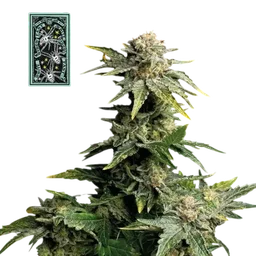 White Widow Fast