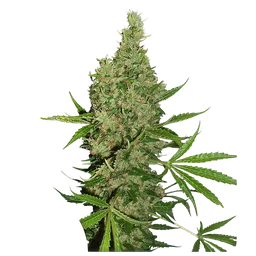 White Widow x The Ultimate