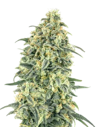 White Widow XXL Auto