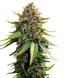 White Widow XXL Auto