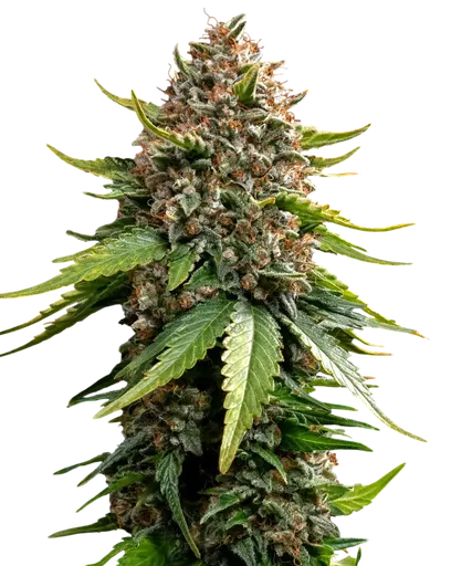 White Widow XXL Auto