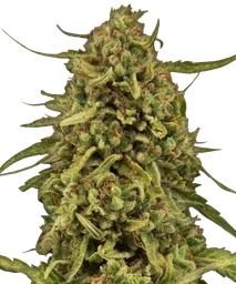 Widow Remedy