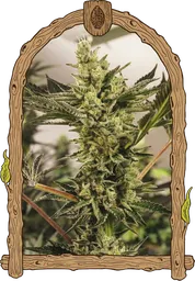 Banana Mash Auto
