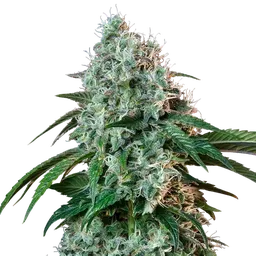 HulkBerry