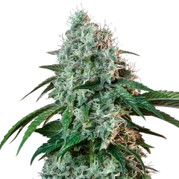 HulkBerry