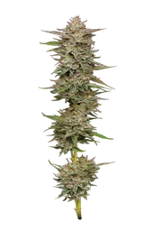 Banana OG Auto
