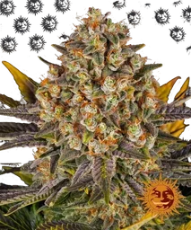 Banana Punch