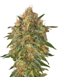 Zkittlez