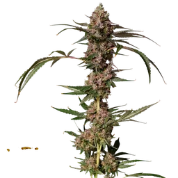Banana Punch Gelato Auto