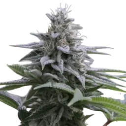Zkittlez 2.0