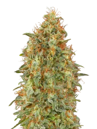Zkittlez FAST