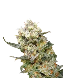 Zkittlez Glue
