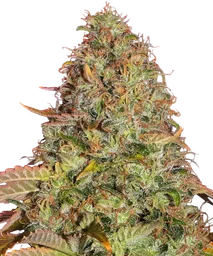 Zkittlez OG Auto