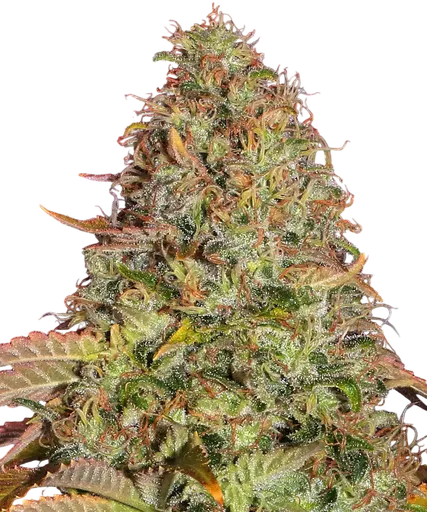 Zkittlez OG Auto