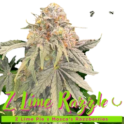 Z Lime Razzle