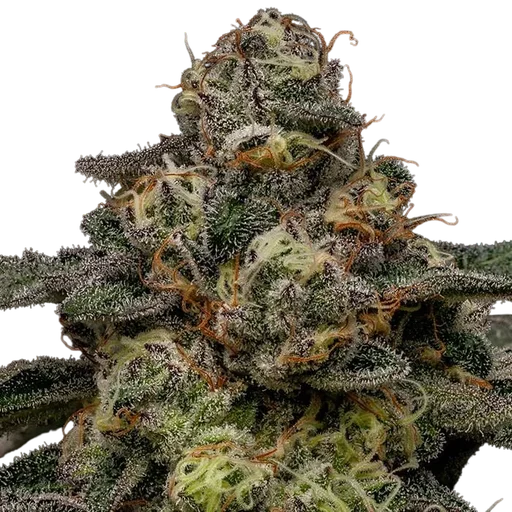 Zombie Bride